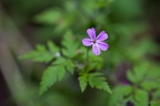 IMG 1412p (390 visits) IMG 1412p