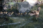 IMG 2741p