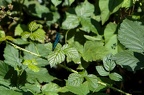 IMG 2750p