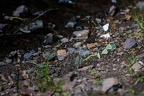 IMG 2767p