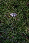 IMG 3173p (406 visits) IMG 3173p