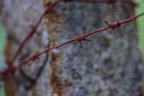 IMG 3196p (409 visits) IMG 3196p