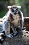 IMG 1586p (422 visits) IMG 1586p