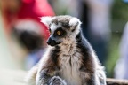 IMG 1593p (449 visits) IMG 1593p