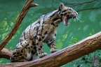 IMG 1738p (366 visits) IMG 1738p