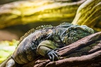 IMG 1760p (400 visits) IMG 1760p
