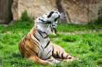 IMG 1801 (387 visits) IMG 1801