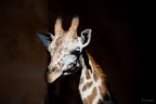 IMG 1864p (349 visits) IMG 1864p